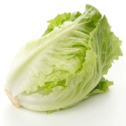 Lettuce, iceberg