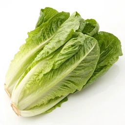 Lettuce, romaine or cos