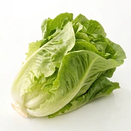 Lettuce