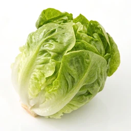 Little Gem Lettuce