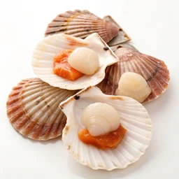 Mollusks Scallop Mixed Species Raw