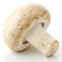 Brown Mushrooms (Italian Or Crimini Mushrooms), Raw, High In Vitamin D