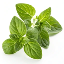 Oregano Fresh