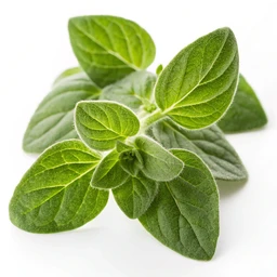Oregano Leaves by No Name