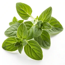 Oregano Leaves by Tone's