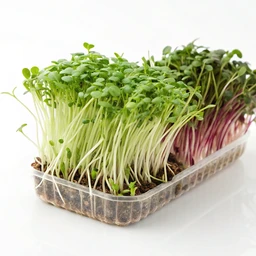 Organic Micro Greens by Trader Joe's