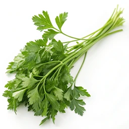 Parsley, Fresh