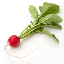 Radish, raw