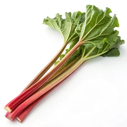Rhubarb