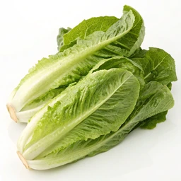 Romaine Lettuce Raw