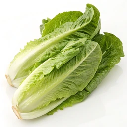 Romaine Lettuce