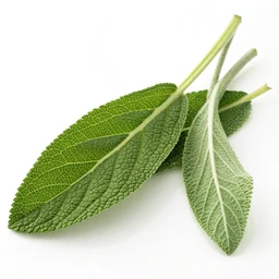 Sage Leaves-fresh