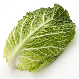 Savoy Cabbage Leaf