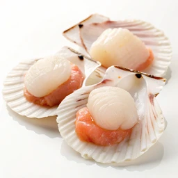 Scallops