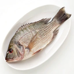 Tilapia