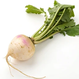 Turnip, raw