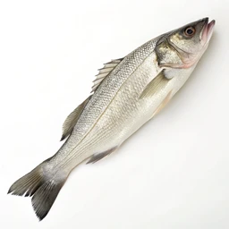 White Sea Bass