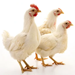 Whole Chickens by Kirkland